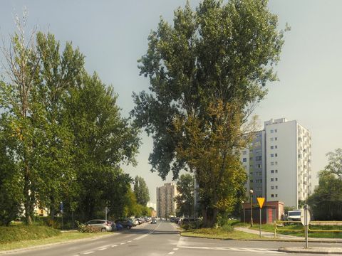 Почему вековые сосны - это актив, а не проблема для участка?