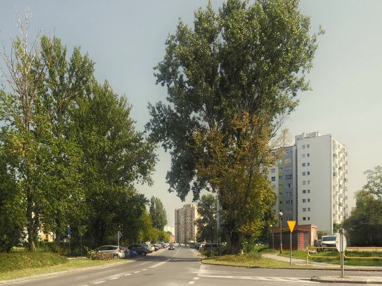 Почему вековые сосны - это актив, а не проблема для участка?